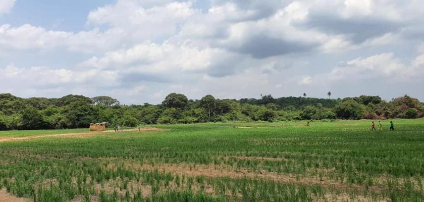 Rice Farming