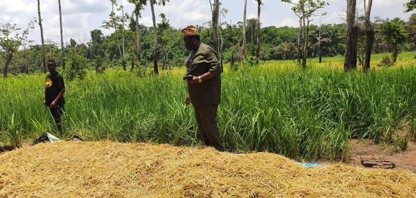 Rice Production