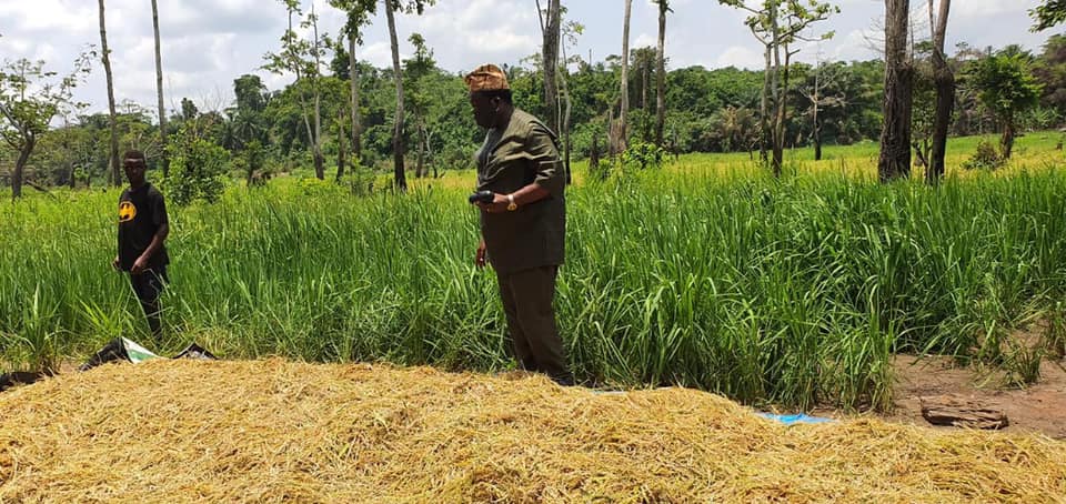 Rice Production
