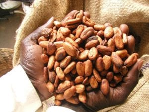 Cocoa Export
