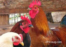 Poultry Business