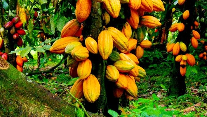 Cocoa Farmers In Nigeria