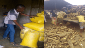 Cassava Production And Garri